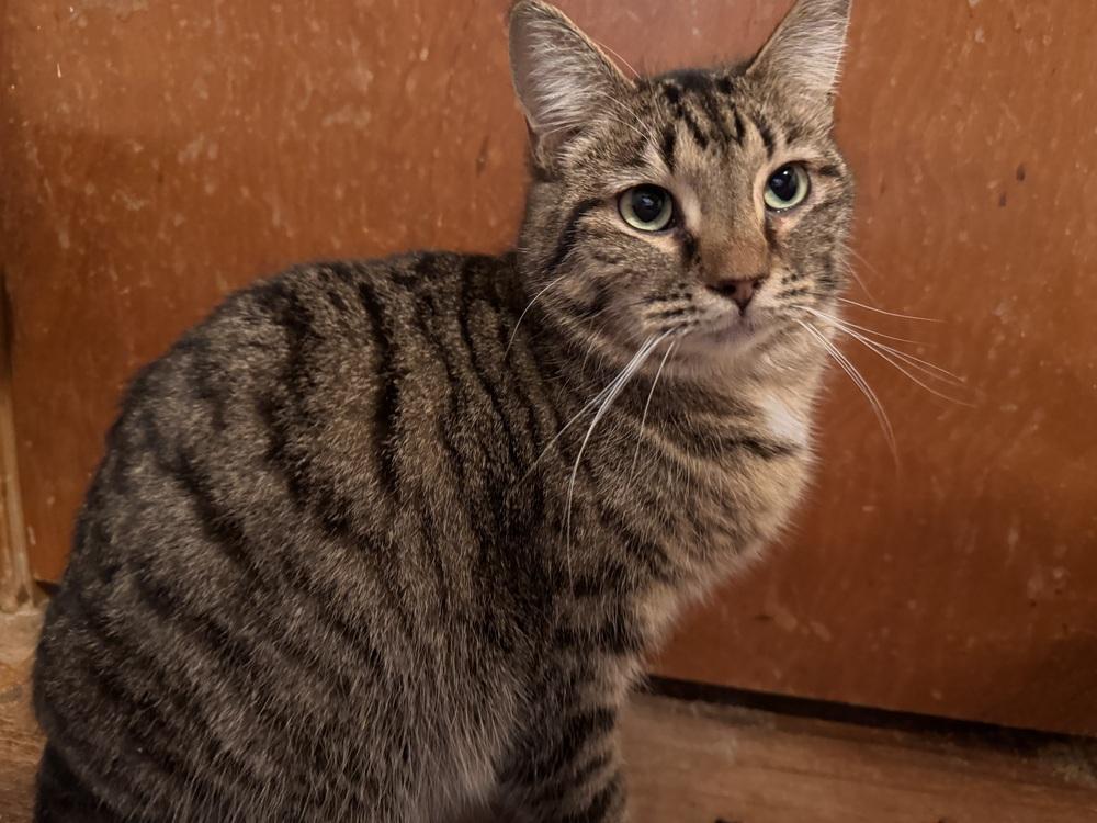 Enlarge Lil Cece, a Adoptable Domestic Short Hair in Plymouth, MI image 3/6