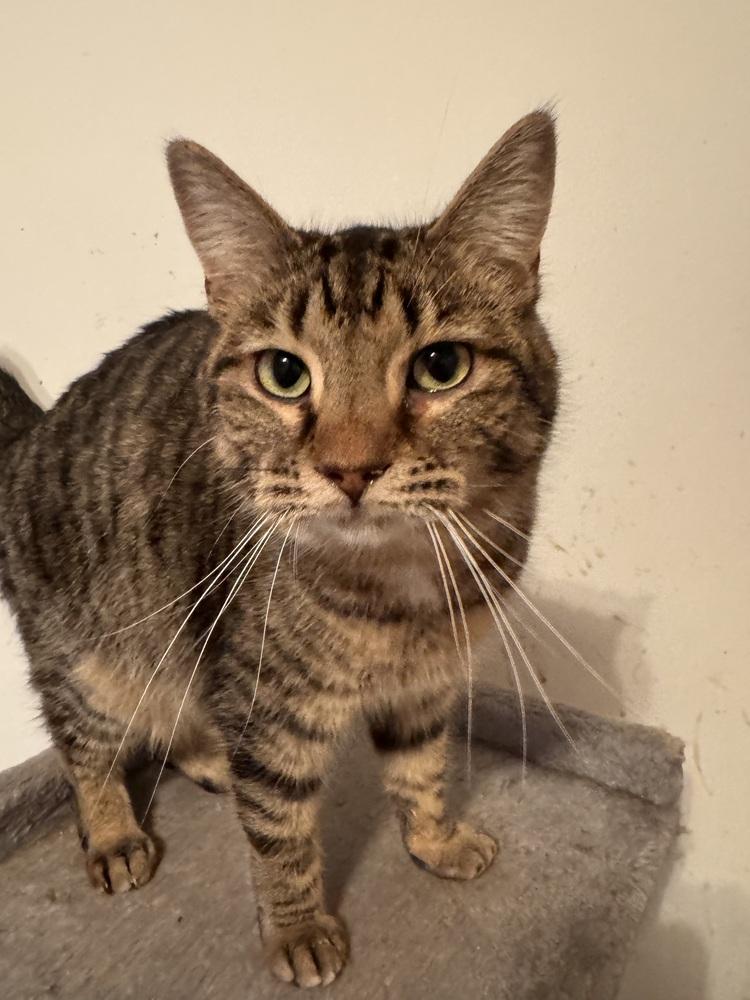 Enlarge Lil Cece, a Adoptable Domestic Short Hair in Plymouth, MI image 4/6