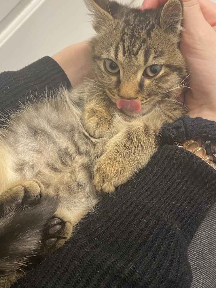 Enlarge Lil Cece, a Adoptable Domestic Short Hair in Plymouth, MI image 5/6