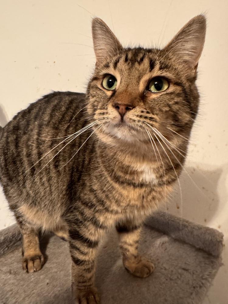 Enlarge Lil Cece, a Adoptable Domestic Short Hair in Plymouth, MI image 6/6