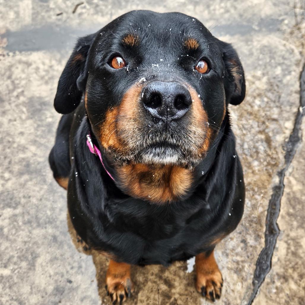 Enlarge Queen , a ADOPTABLE Rottweiler in Homewood, IL image 1/1
