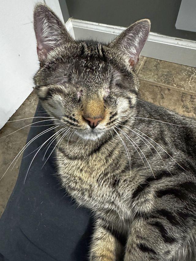 KIOSHI, a Adoptable Domestic Short Hair in Powder Springs, GA image 1/3