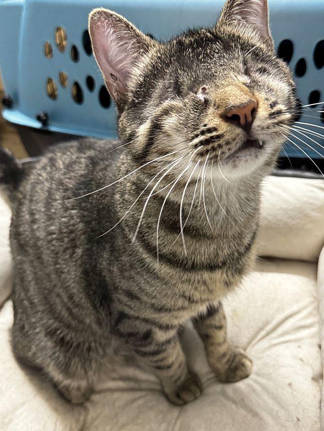 KIOSHI, a Adoptable Domestic Short Hair in Powder Springs, GA image 2/3