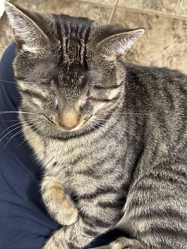 KIOSHI, a Adoptable Domestic Short Hair in Powder Springs, GA image 3/3