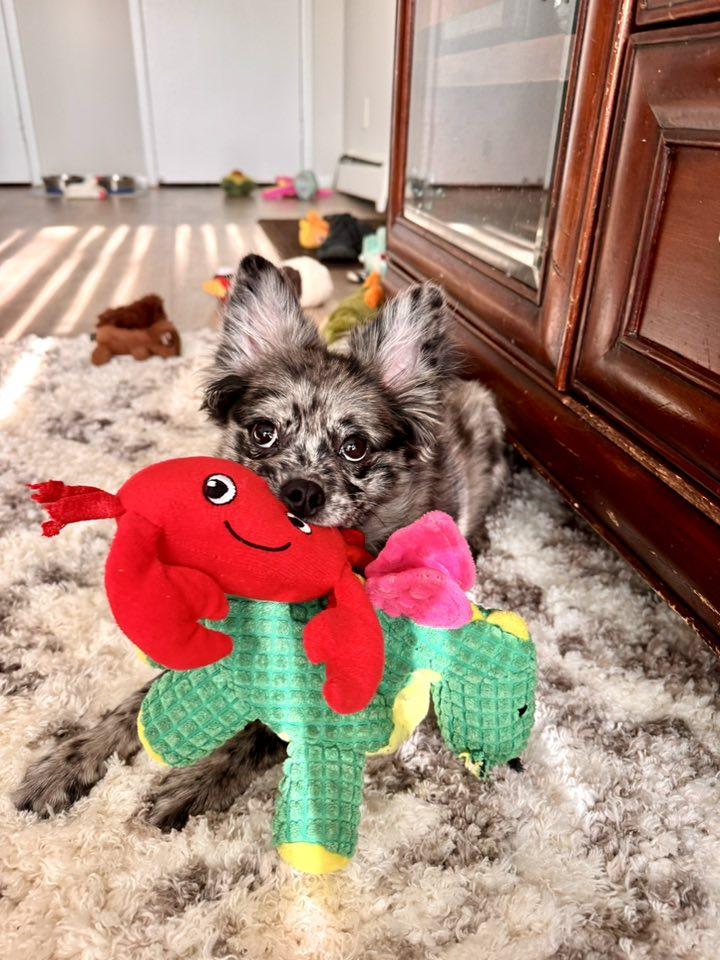 Bluebelle, Adopted, Puppy Female Corgi & Pomeranian.