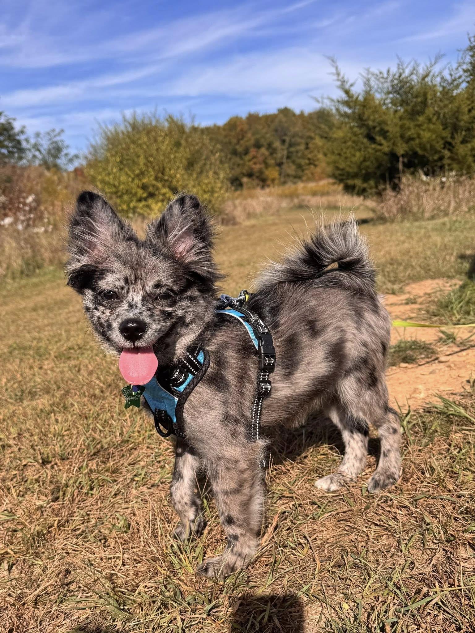 Enlarge Bluebelle, a Adopted mixed breed in South Lyon, MI image 2/6