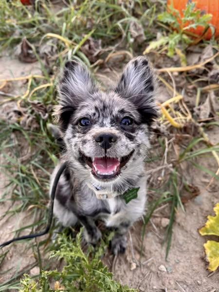Enlarge Bluebelle, a Adopted mixed breed in South Lyon, MI image 3/6