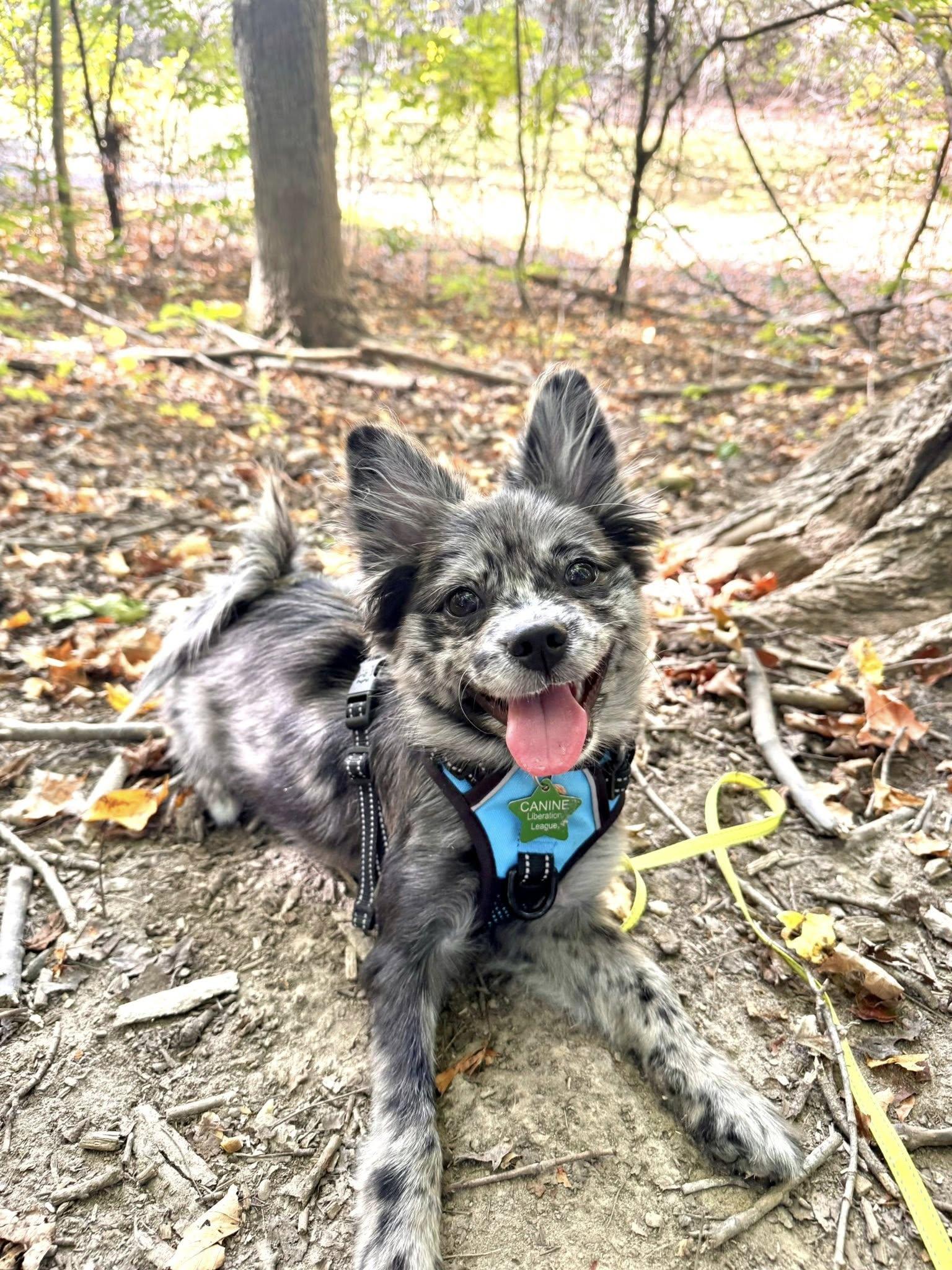 Enlarge Bluebelle, a Adopted mixed breed in South Lyon, MI image 4/6