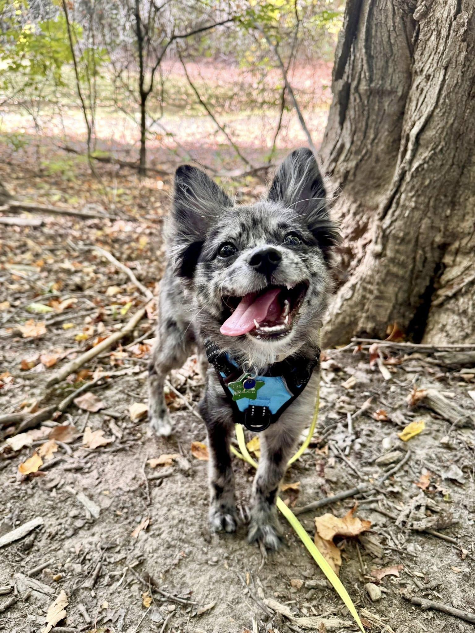 Enlarge Bluebelle, a Adopted mixed breed in South Lyon, MI image 5/6