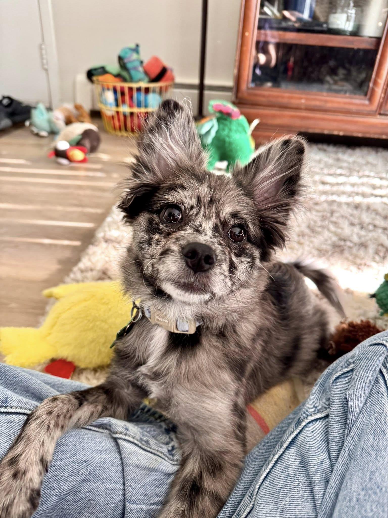 Enlarge Bluebelle, a Adopted mixed breed in South Lyon, MI image 6/6