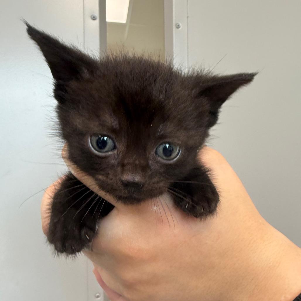 Raven Litter 2, Adoptable, Kitten Male Domestic Short Hair.