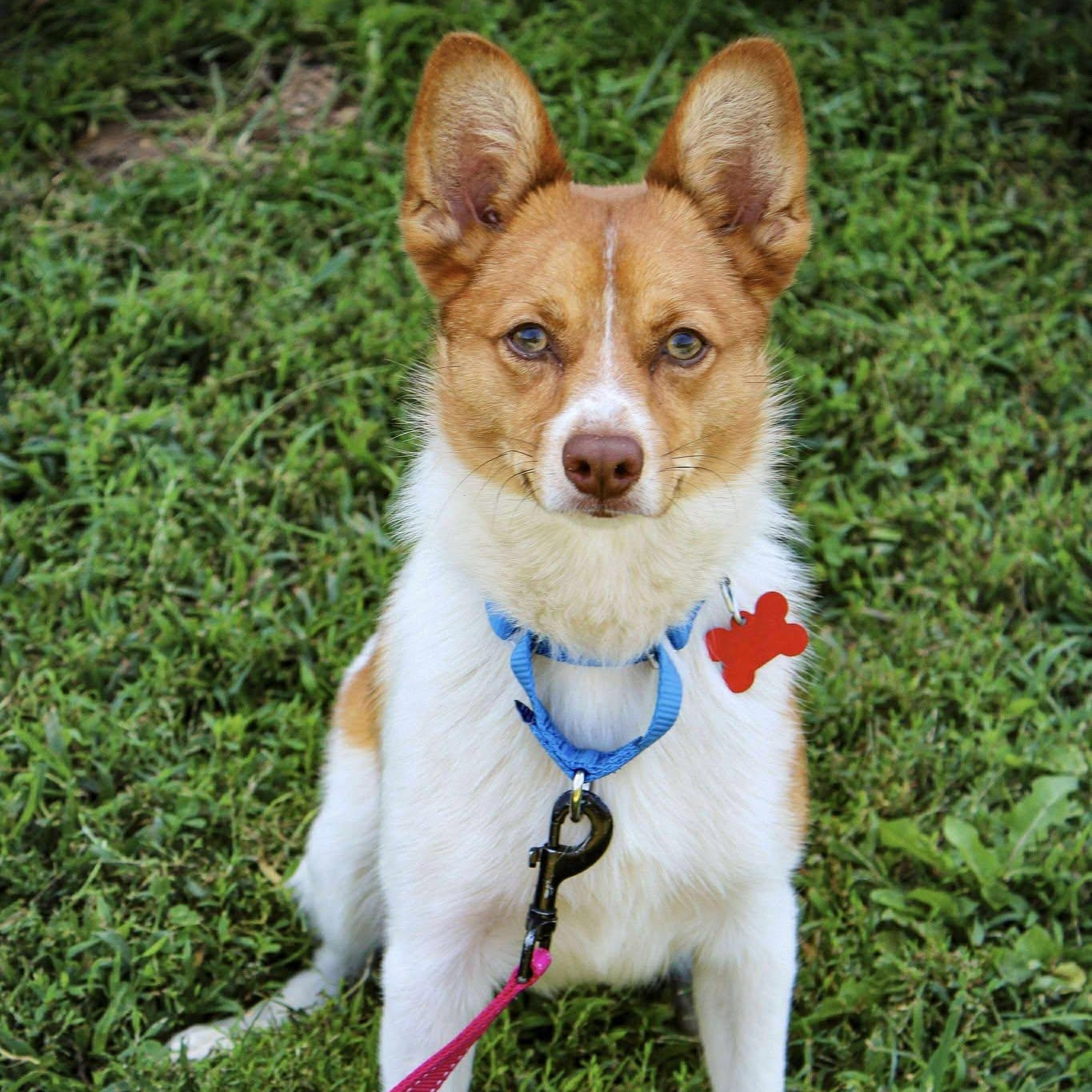 Enlarge Ritz, a Adoptable mixed breed in Valparaiso, IN image 1/1