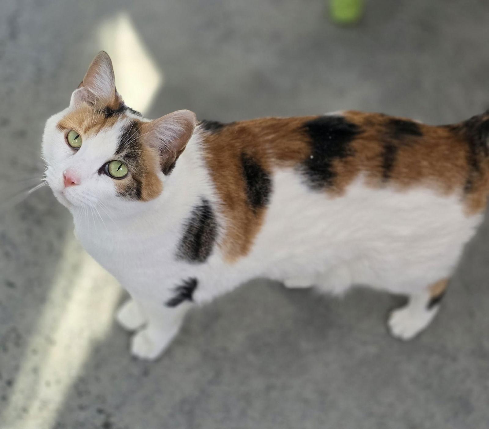 Enlarge Kim, a Adoptable Calico in Woodsfield, OH image 1/2
