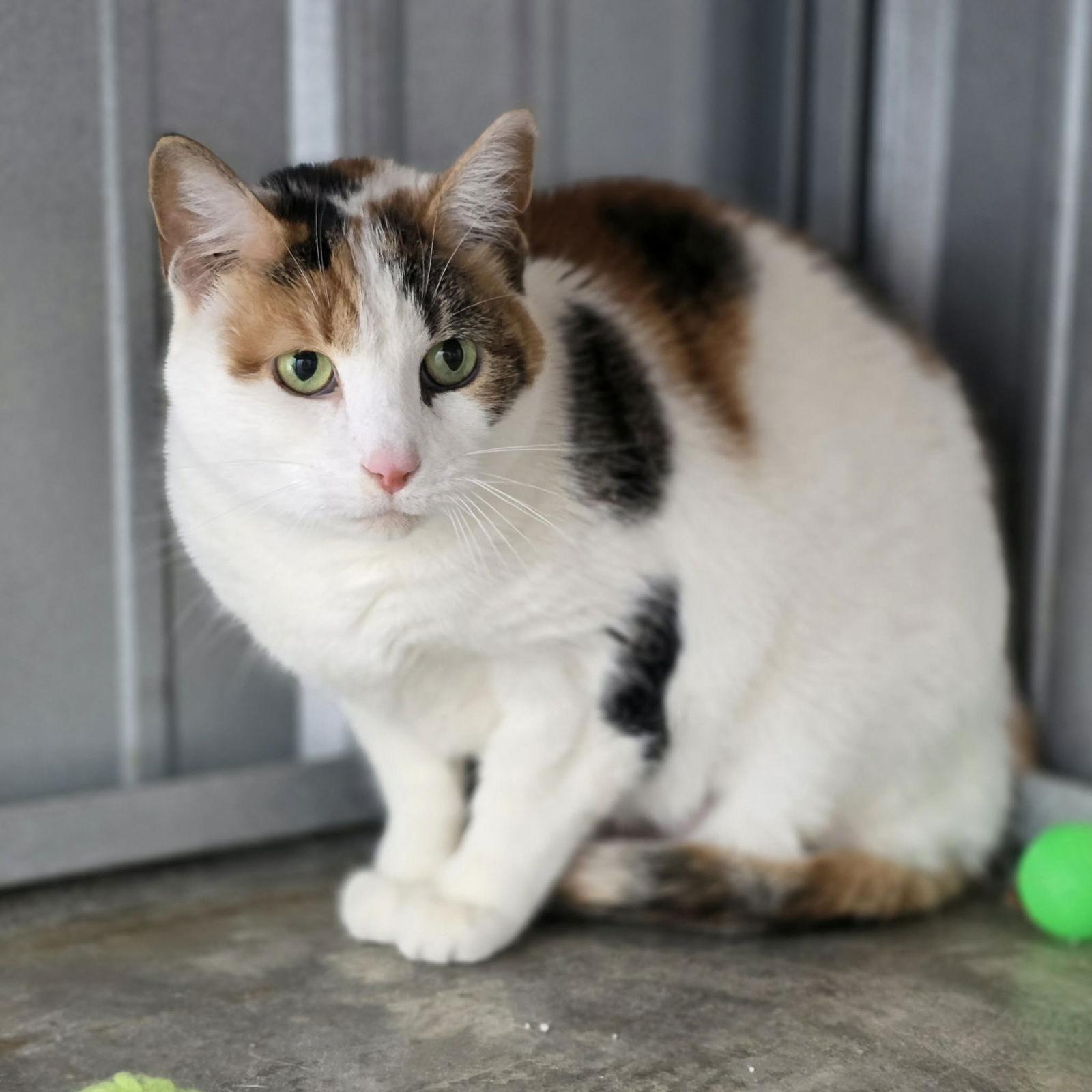 Enlarge Kim, a Adoptable Calico in Woodsfield, OH image 2/2