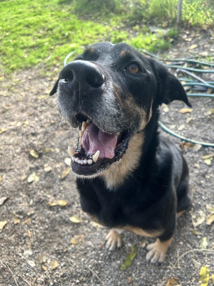 Ali, Adoptable, Senior Male German Shepherd Dog & Rottweiler.