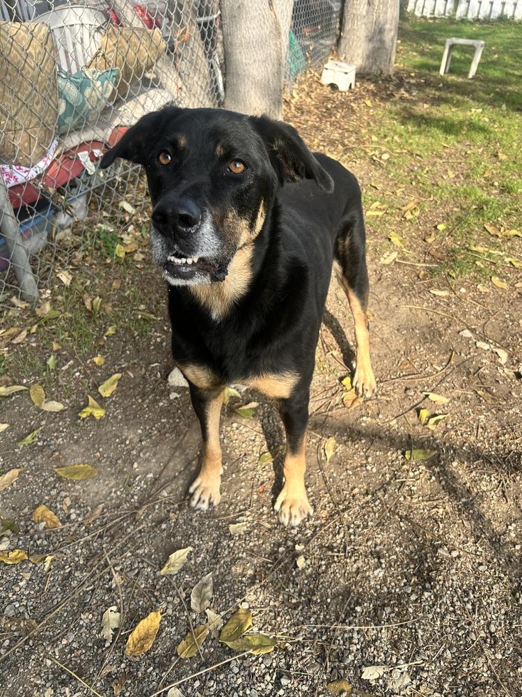 Enlarge Ali, a Adoptable mixed breed in Ontario, CA image 2/4