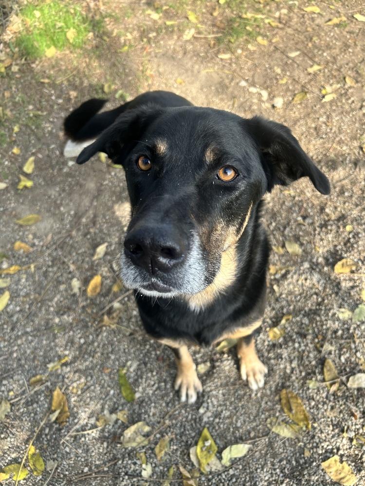 Enlarge Ali, a Adoptable mixed breed in Ontario, CA image 3/4