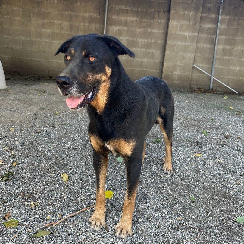 Enlarge Ali, a Adoptable mixed breed in Ontario, CA image 4/4