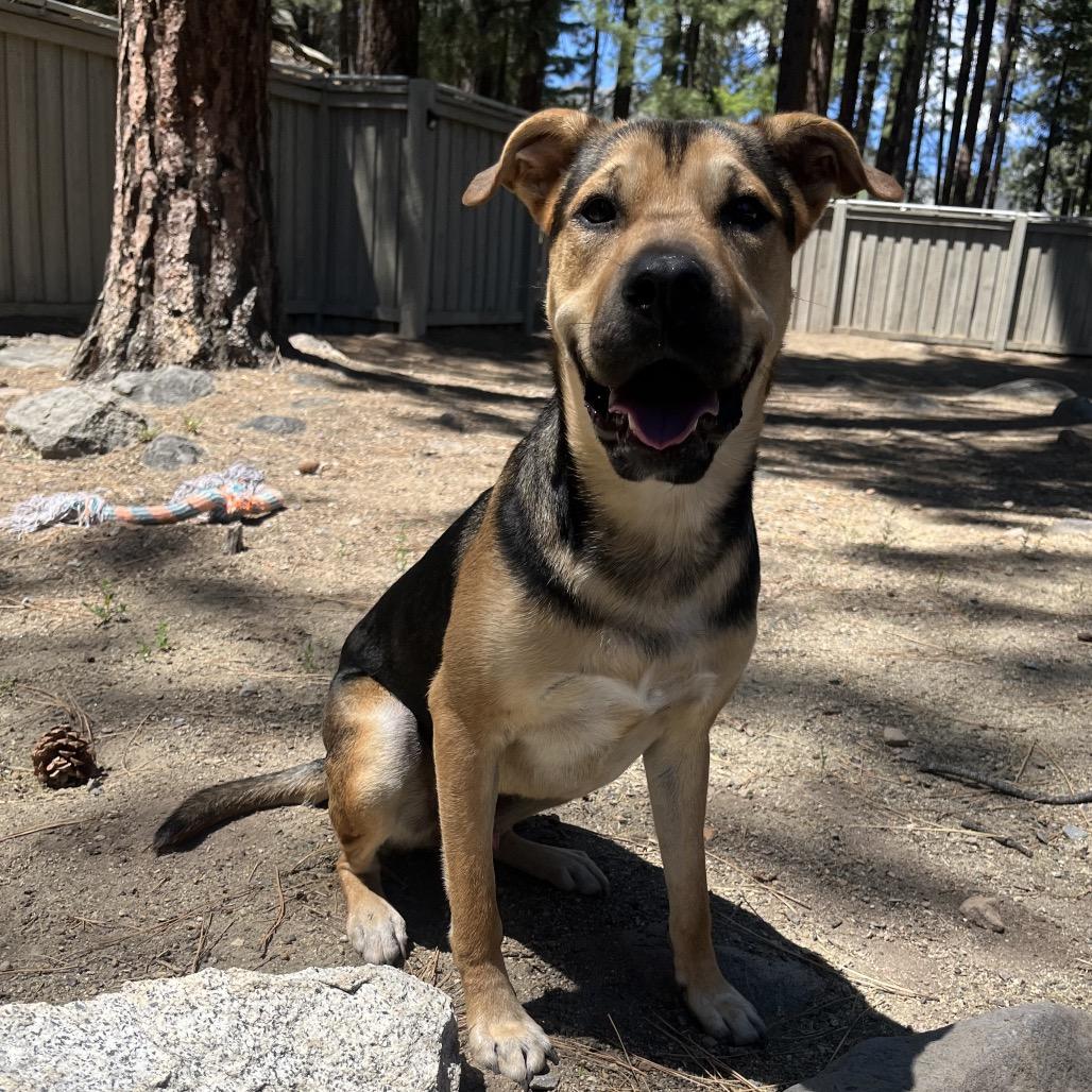 Thumper, a Adoptable mixed breed in Incline Village, NV image 2/6