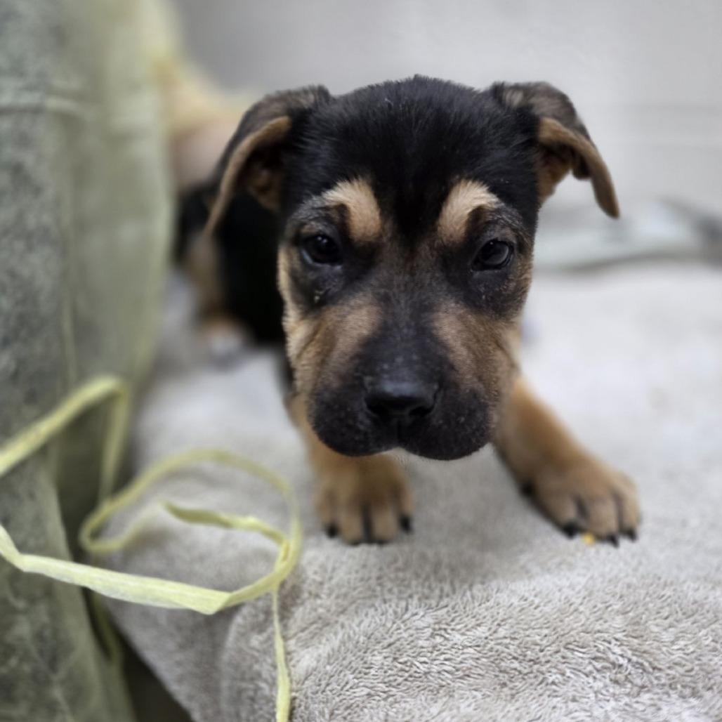 Thumper, a Adoptable mixed breed in Incline Village, NV image 3/6