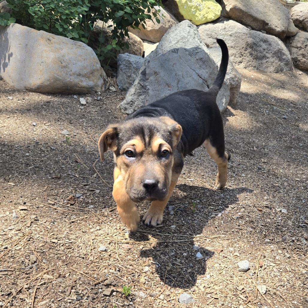 Thumper, a Adoptable mixed breed in Incline Village, NV image 4/6