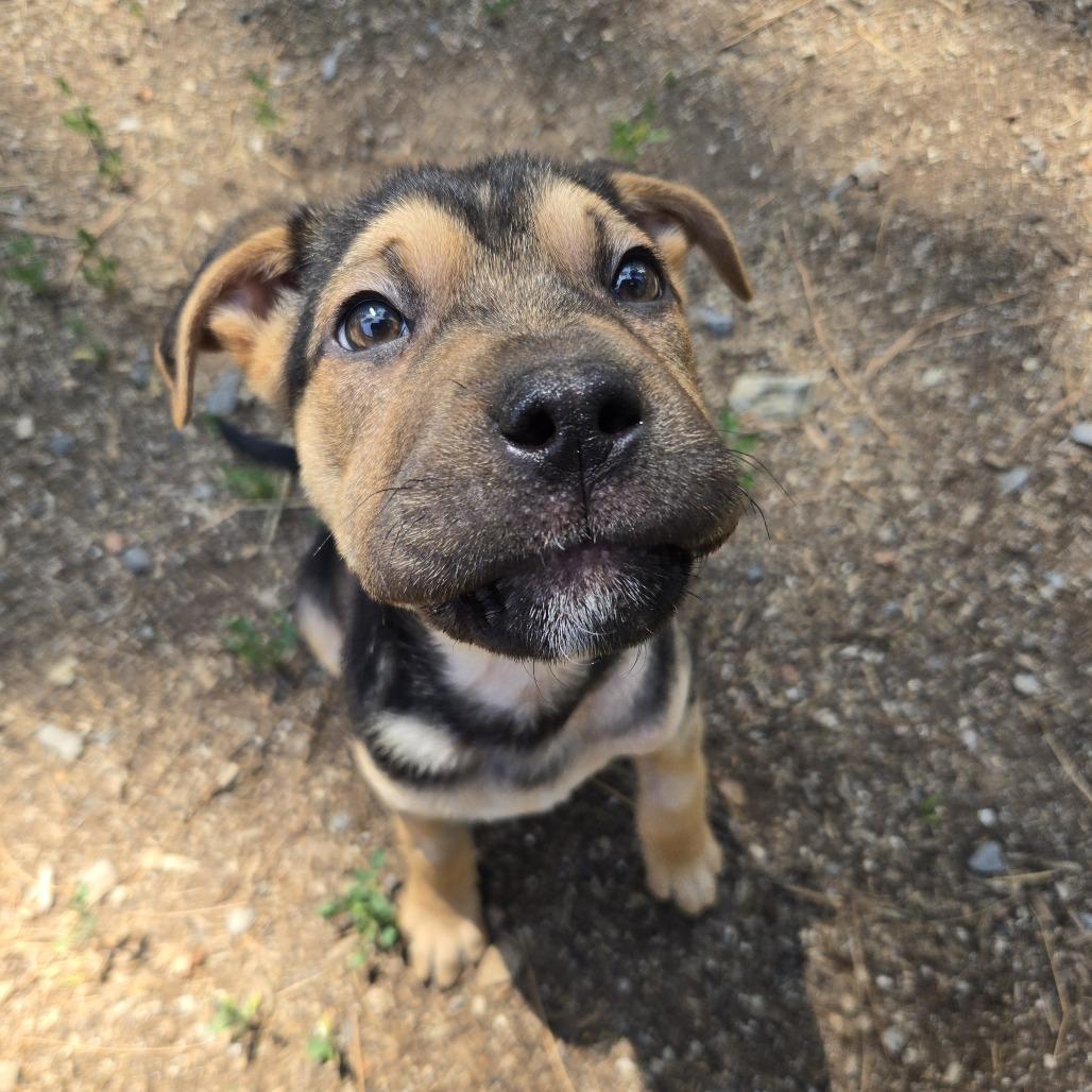 Thumper, a Adoptable mixed breed in Incline Village, NV image 5/6