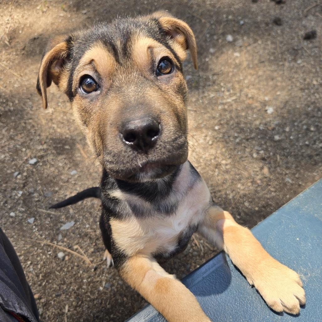 Thumper, a Adoptable mixed breed in Incline Village, NV image 6/6