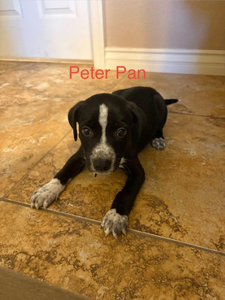 Peter Pan, Adoptable, Puppy Male Pit Bull Terrier.