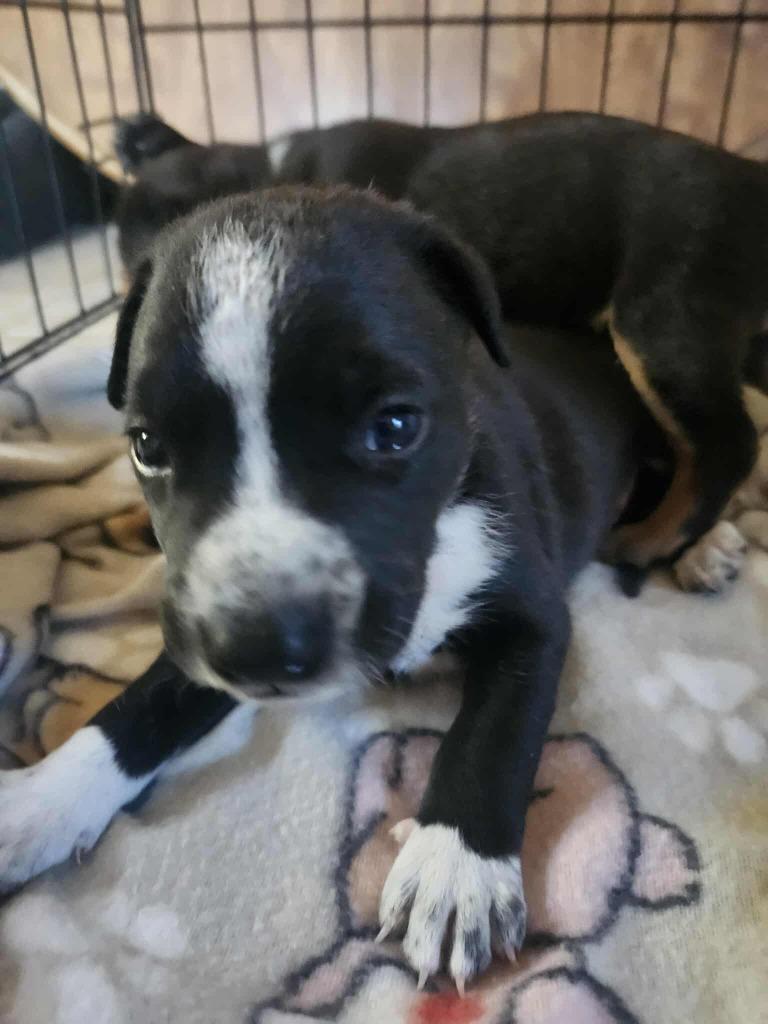 Enlarge Peter Pan, a Adoptable mixed breed in Mesa, AZ image 2/3