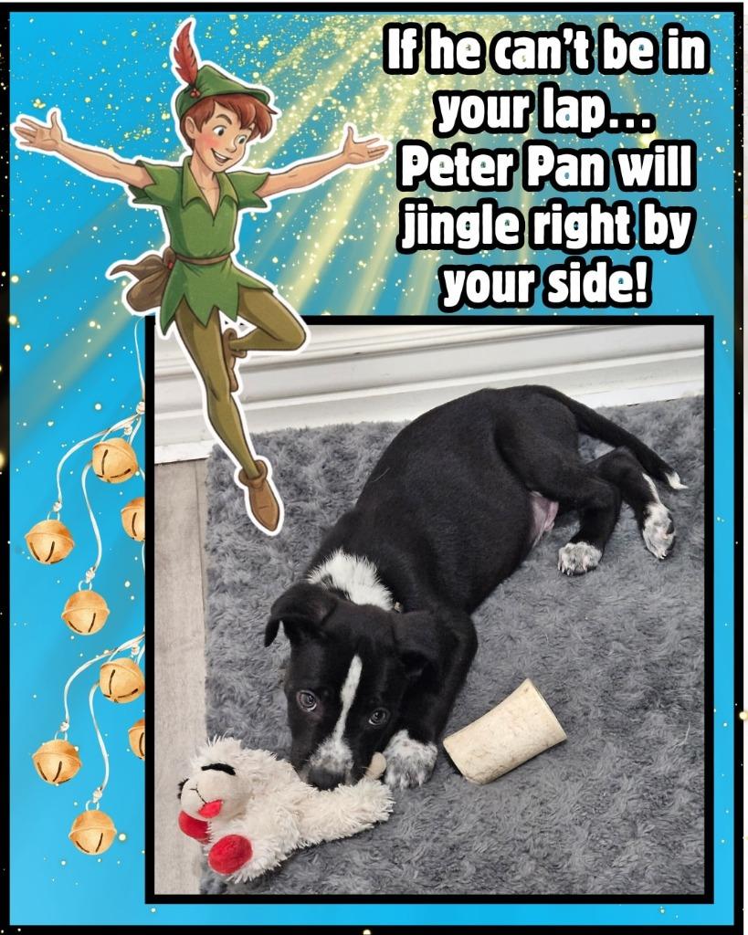 Enlarge Peter Pan, a Adoptable mixed breed in Mesa, AZ image 3/3