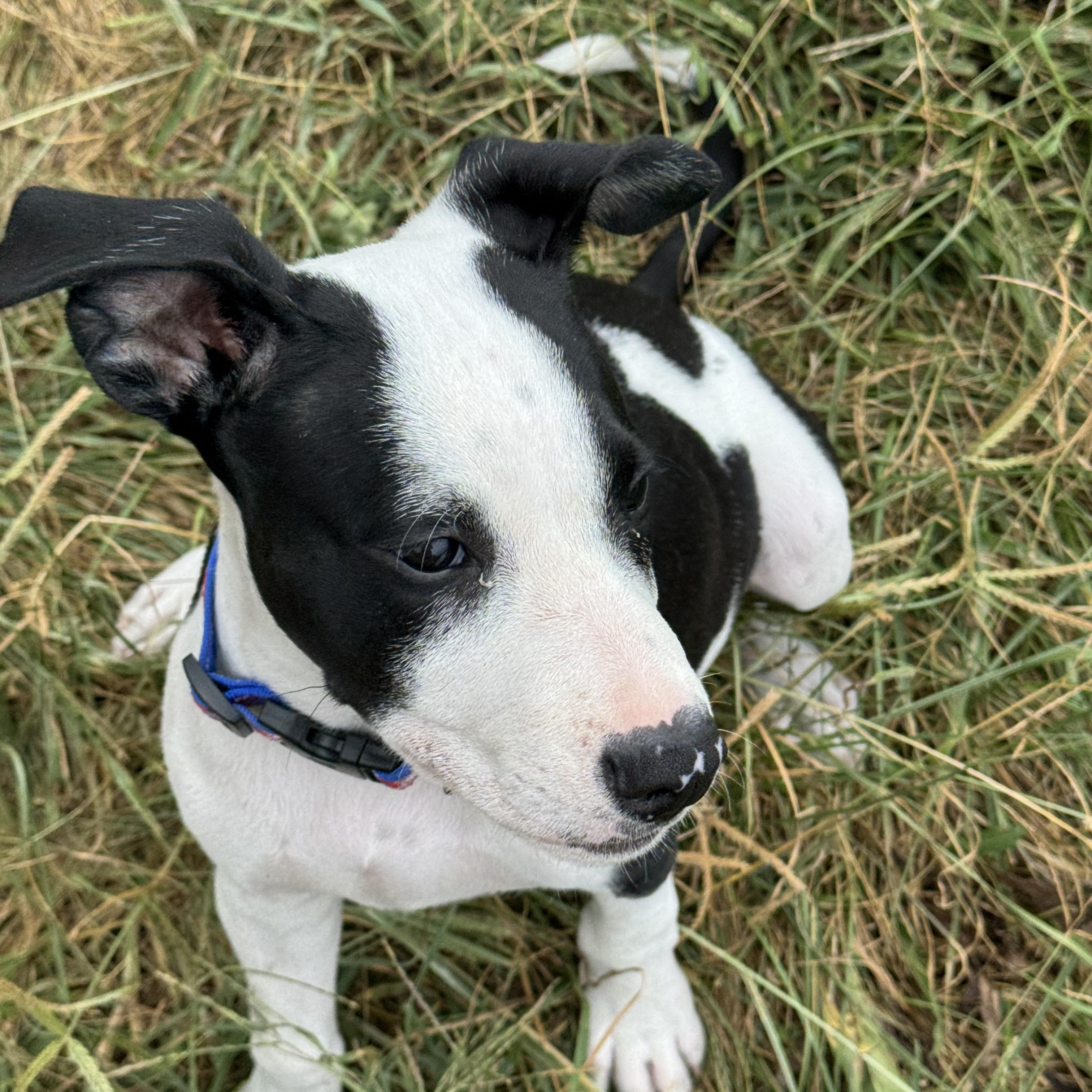 Reed, a Adoptable mixed breed in Logan, OH image 2/5