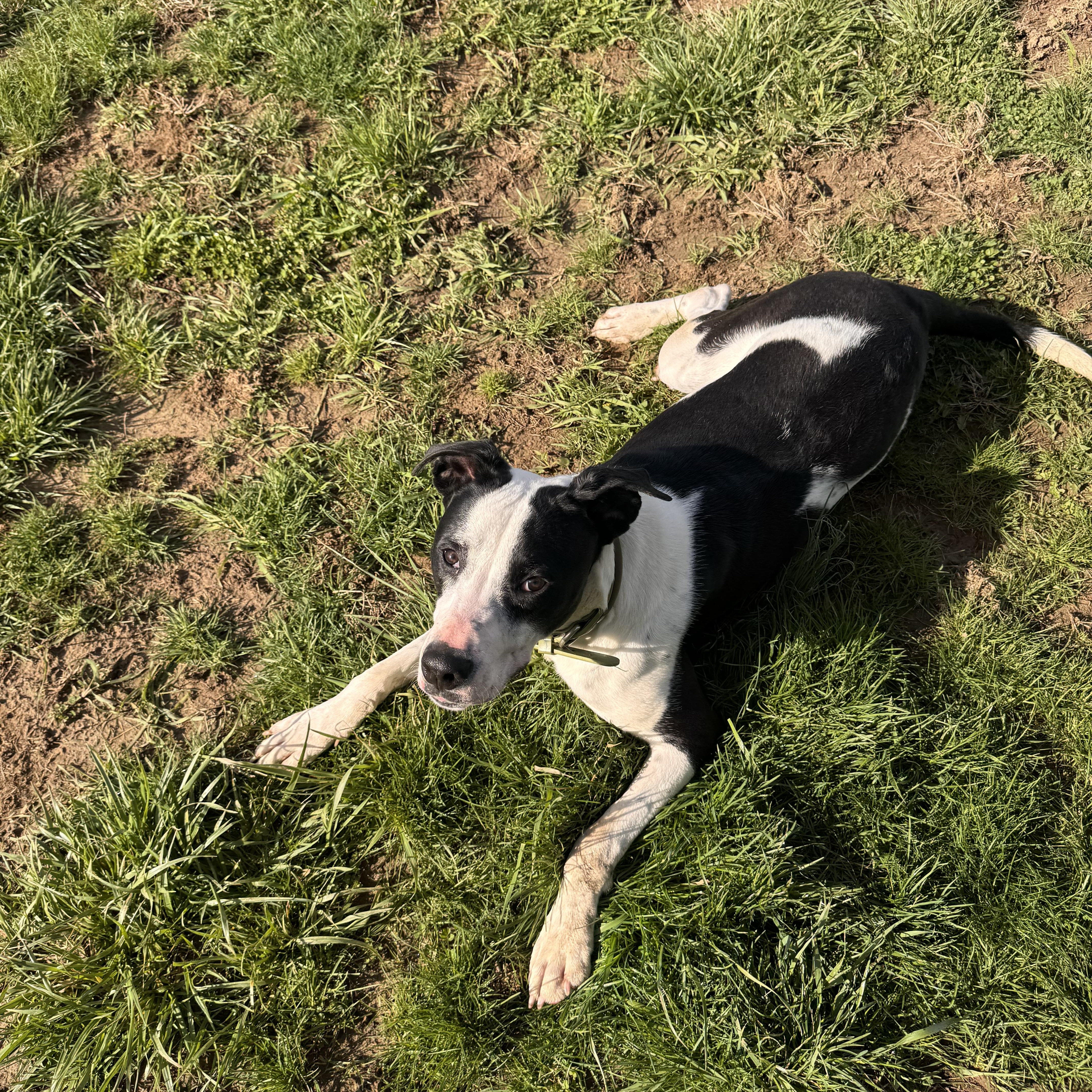 Enlarge Reed, a Adoptable mixed breed in Logan, OH image 2/2