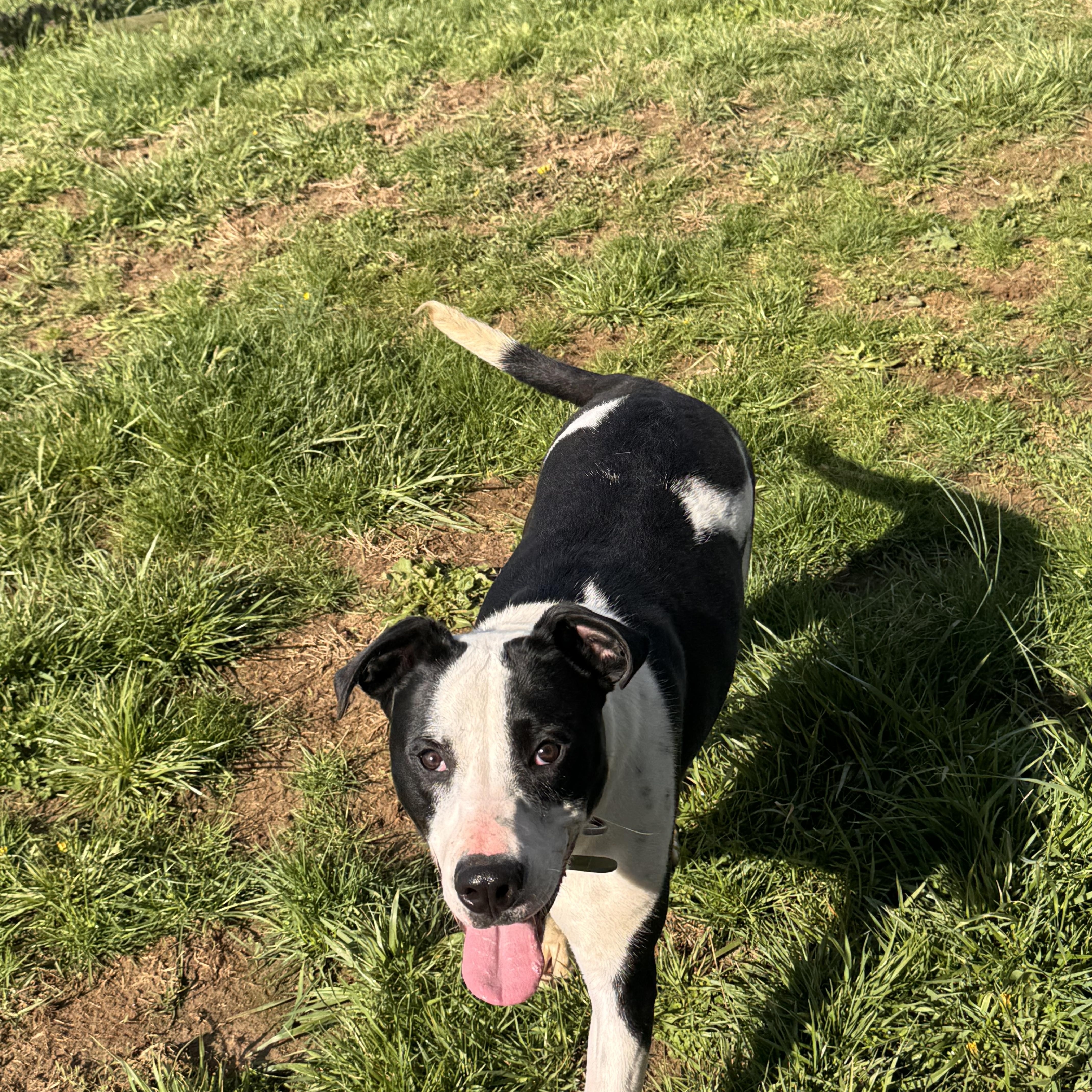 Enlarge Reed, a Adoptable mixed breed in Logan, OH image 1/2