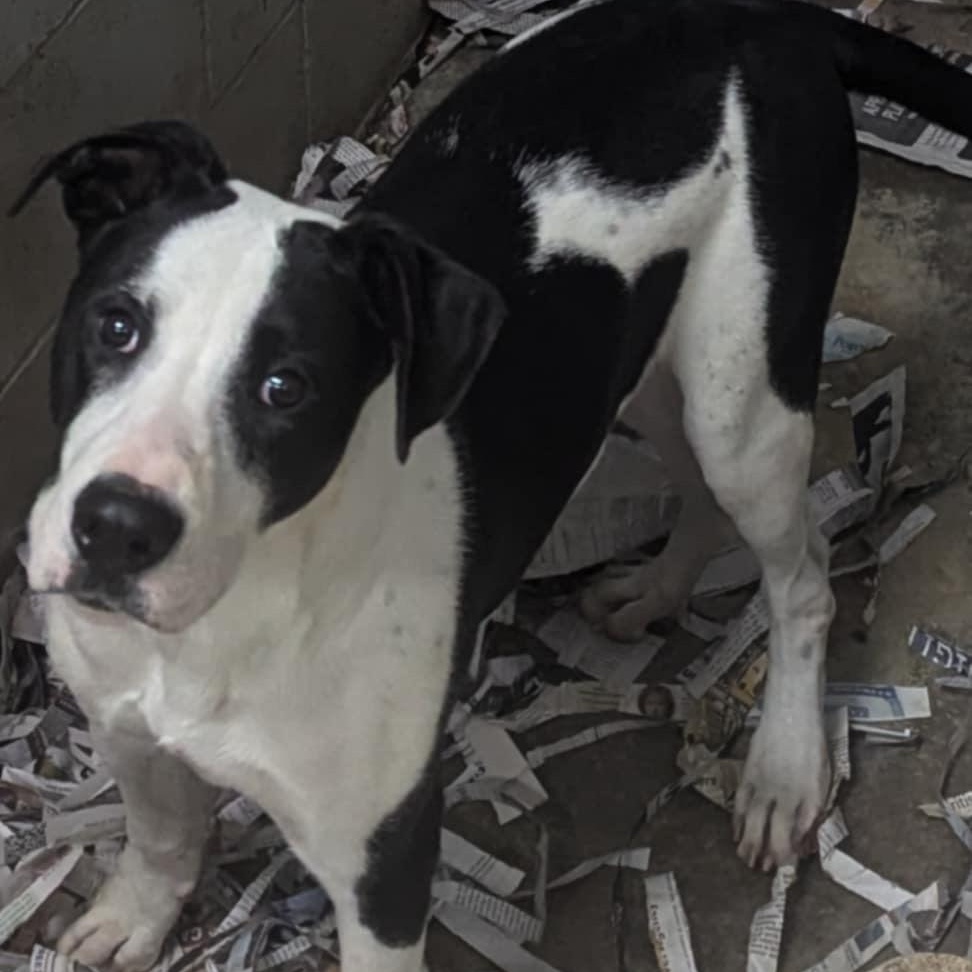 Reed, a Adoptable mixed breed in Logan, OH image 1/5