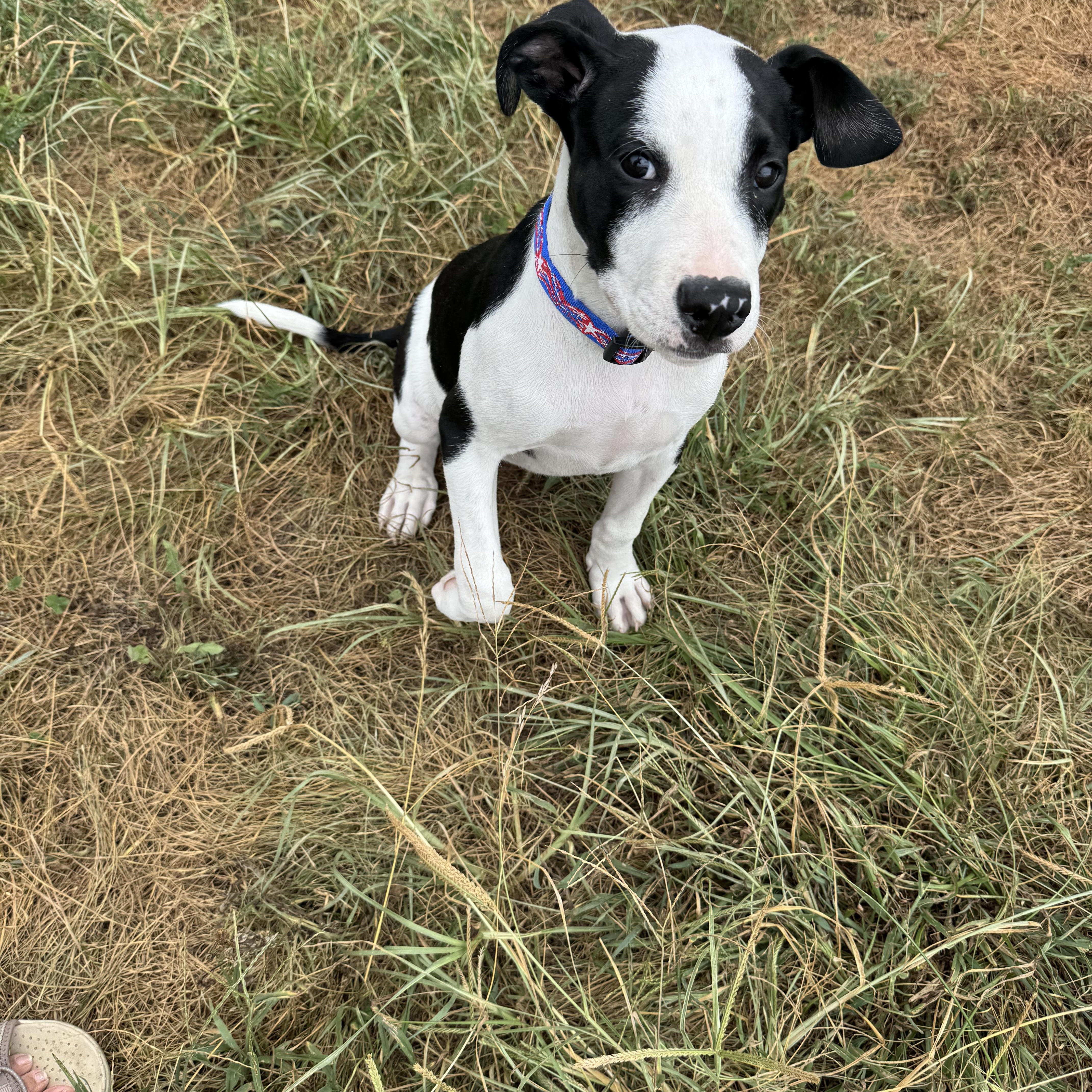 Reed, a Adoptable mixed breed in Logan, OH image 3/5
