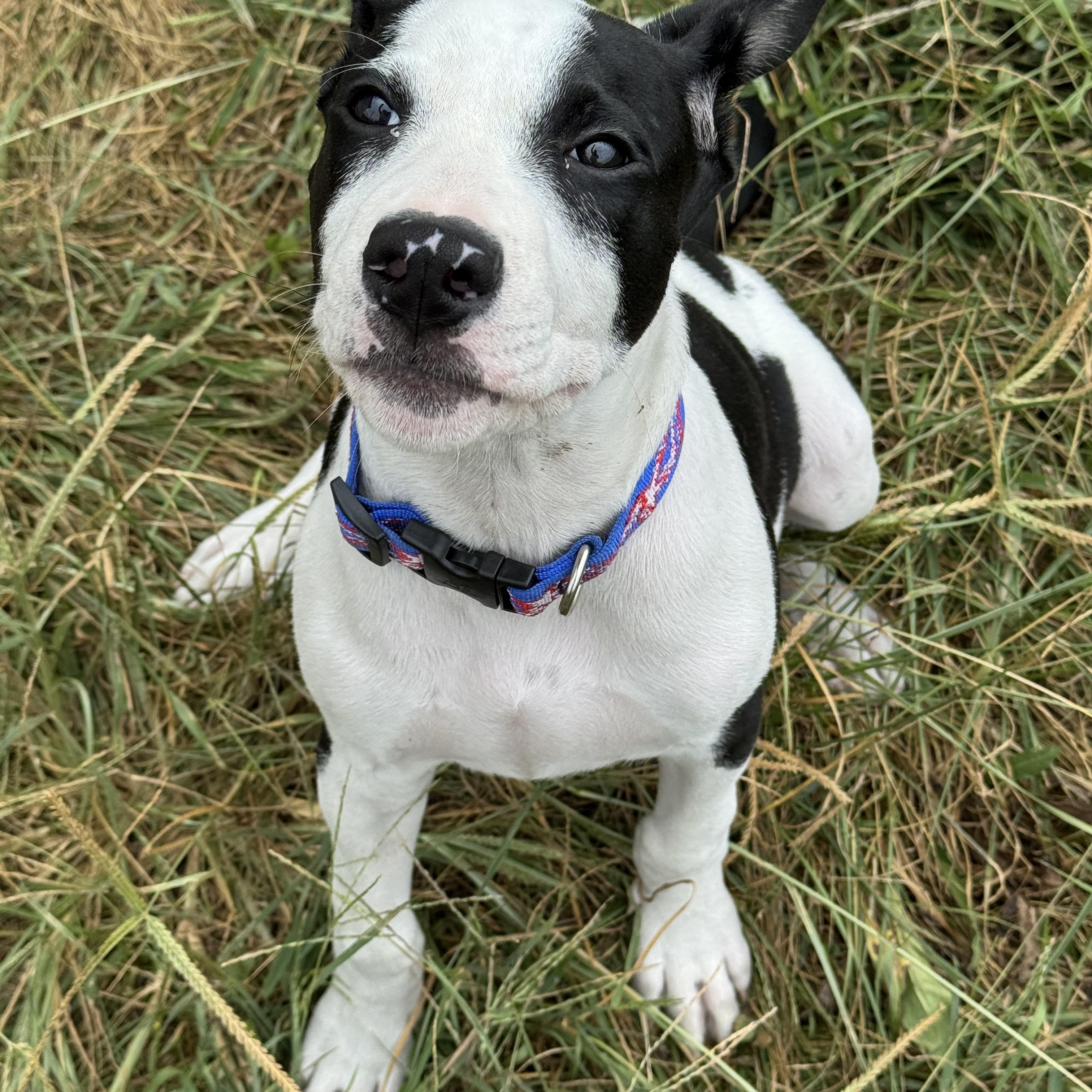 Reed, a Adoptable mixed breed in Logan, OH image 4/5