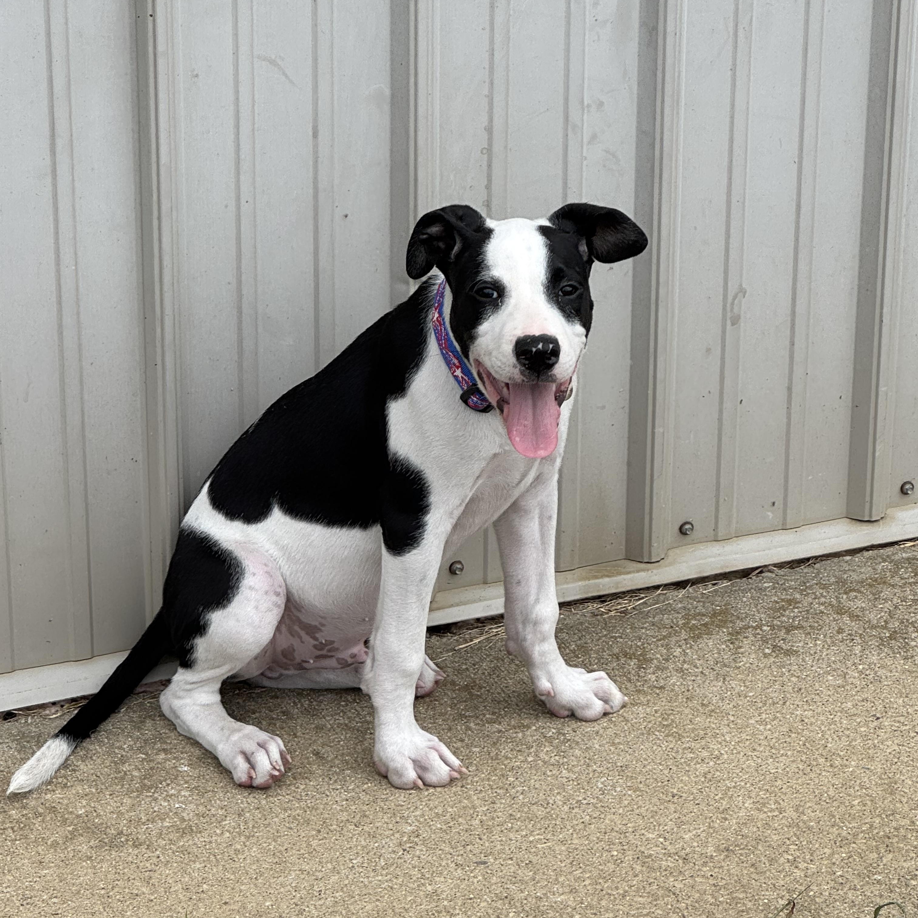 Reed, a Adoptable mixed breed in Logan, OH image 5/5