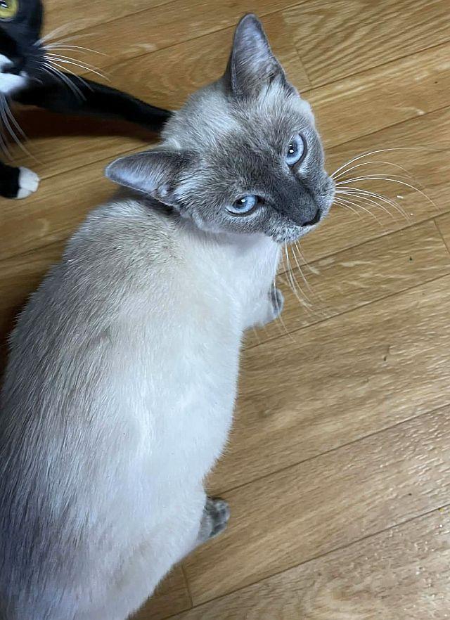 Enlarge BOUTÉE, a Adoptable Siamese in Powder Springs, GA image 1/1