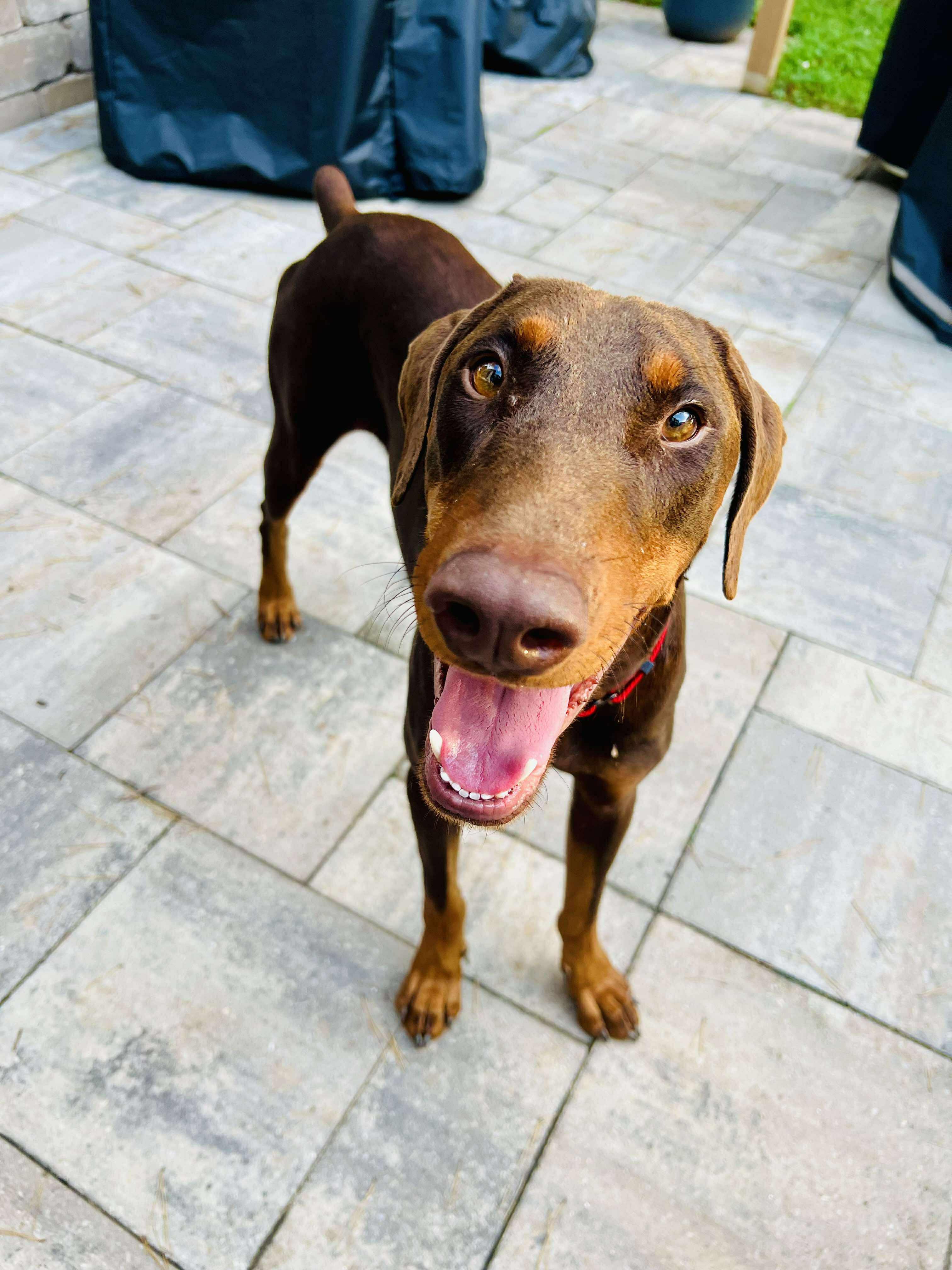 Zeus, adopted, Young Male Doberman Pinscher.