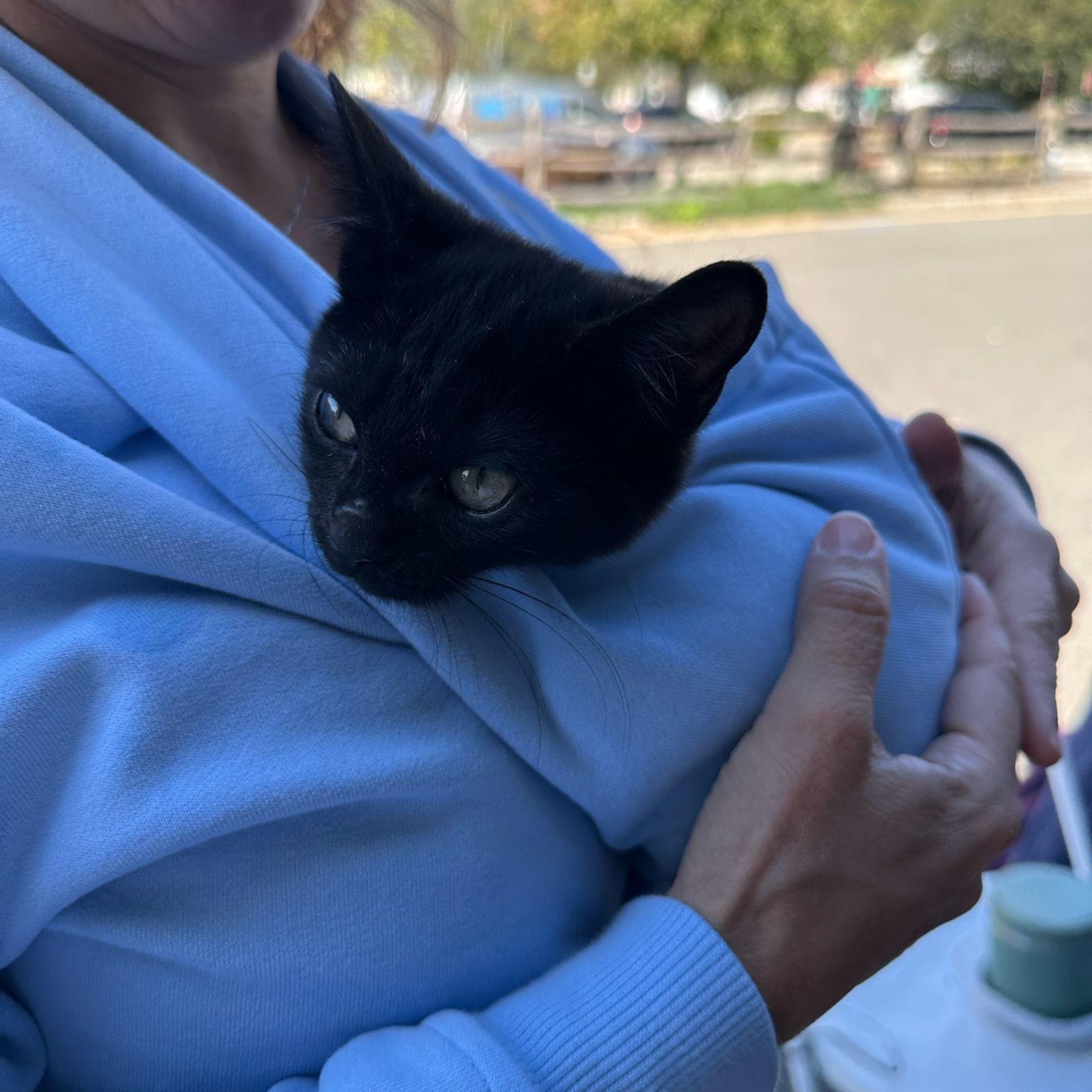 Chrissy, an adoptable Burmese, Domestic Short Hair in Woodbridge, NJ, 07095 | Photo Image 3