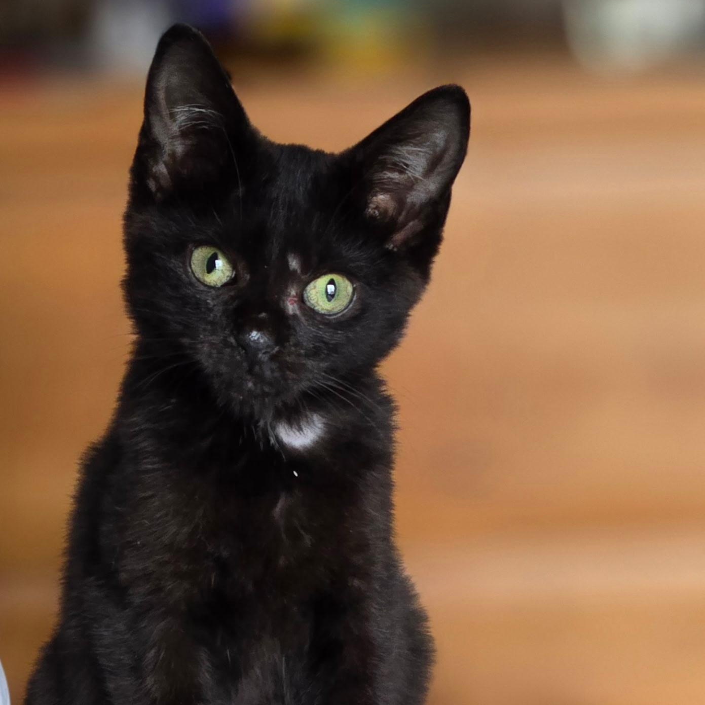 Chrissy, an adoptable Burmese, Domestic Short Hair in Woodbridge, NJ, 07095 | Photo Image 2