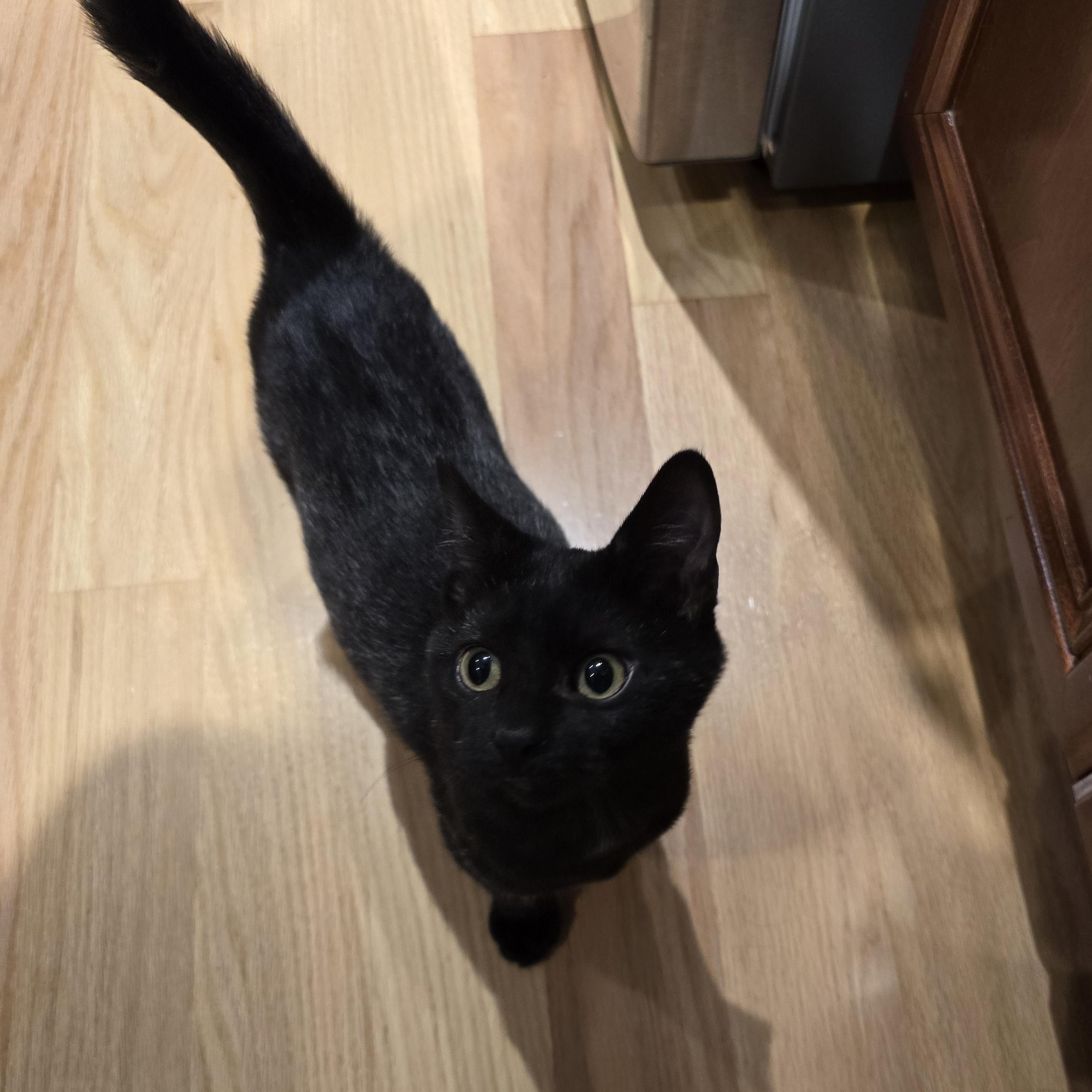 Chrissy, an adoptable Burmese, Domestic Short Hair in Woodbridge, NJ, 07095 | Photo Image 4