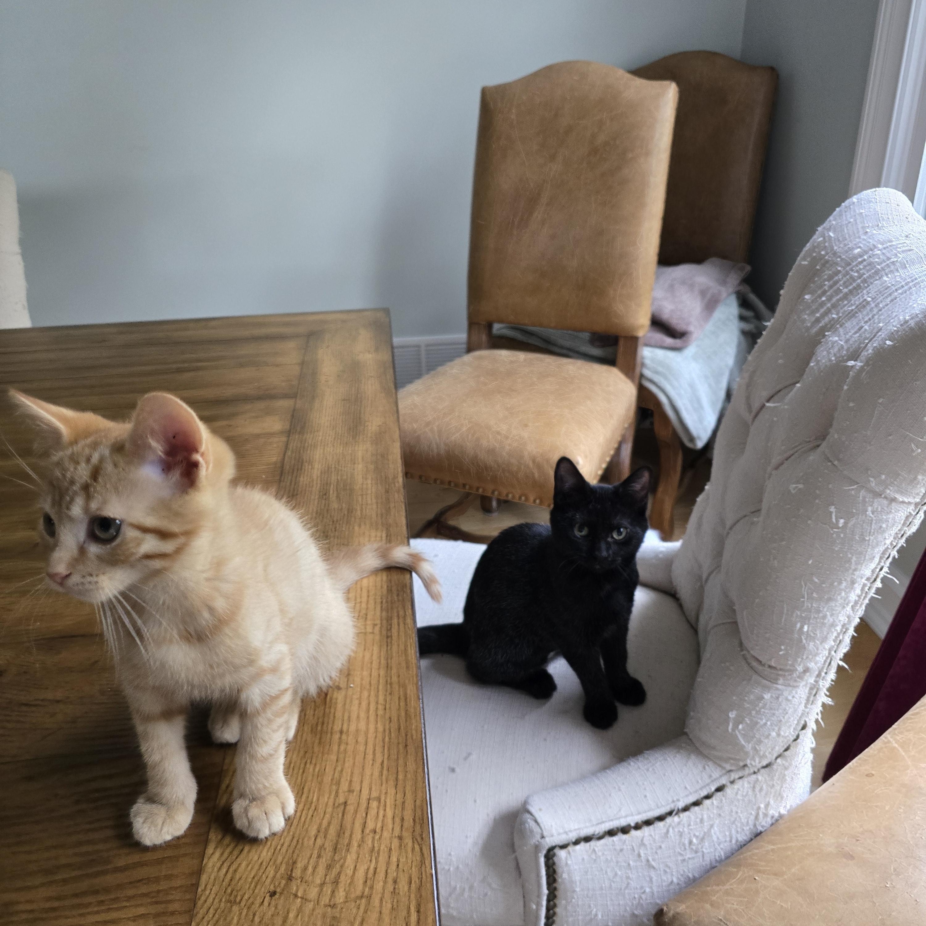 Chrissy, an adoptable Burmese, Domestic Short Hair in Woodbridge, NJ, 07095 | Photo Image 6