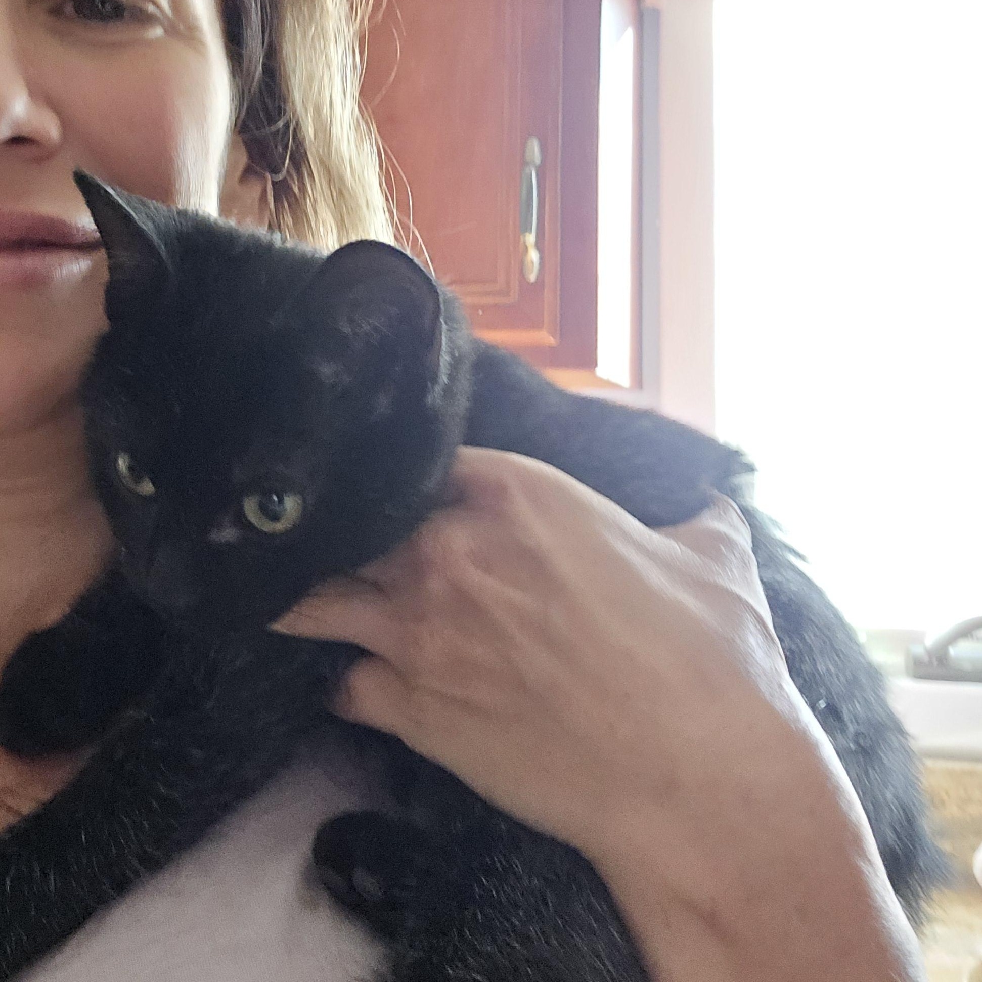 Chrissy, an adoptable Burmese, Domestic Short Hair in Woodbridge, NJ, 07095 | Photo Image 5