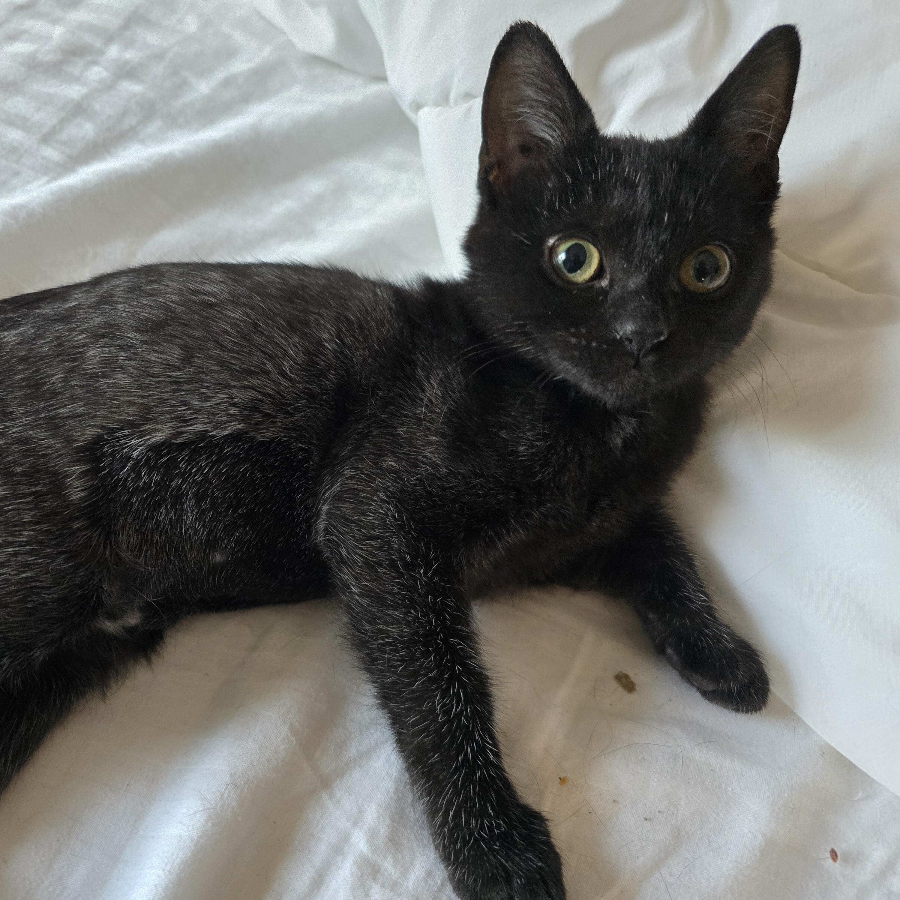 Chrissy, an adoptable Burmese, Domestic Short Hair in Woodbridge, NJ, 07095 | Photo Image 1