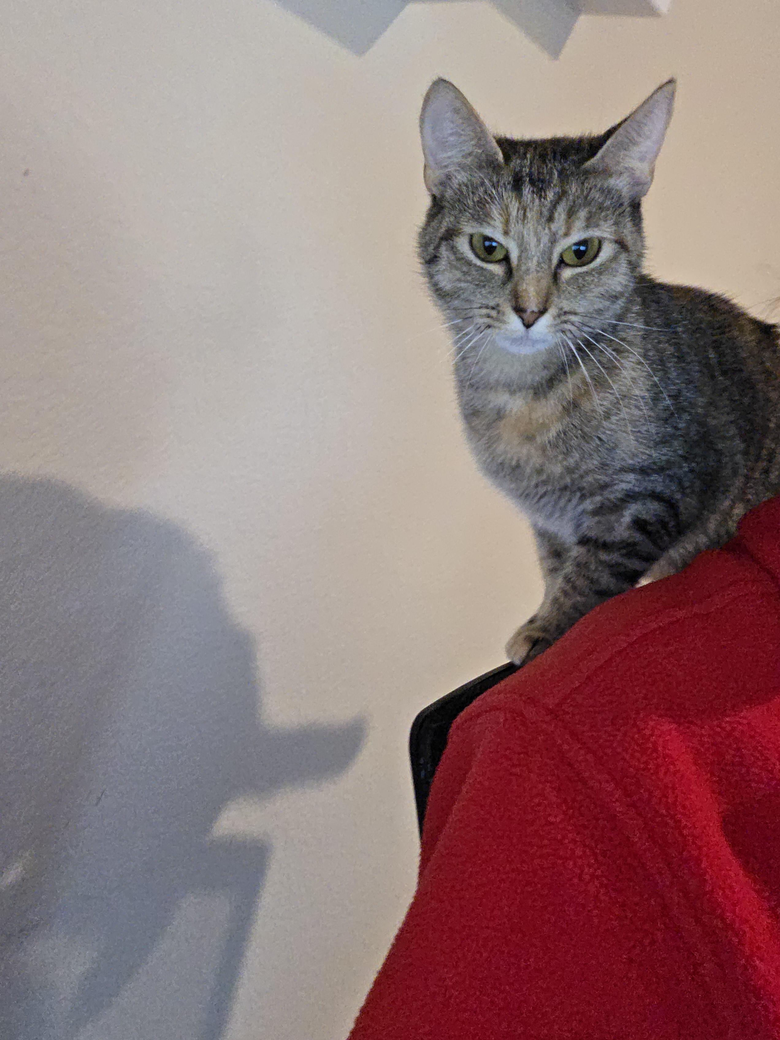 Enlarge Pooh Bear, a Adoptable Domestic Short Hair in Springtown, TX image 2/4