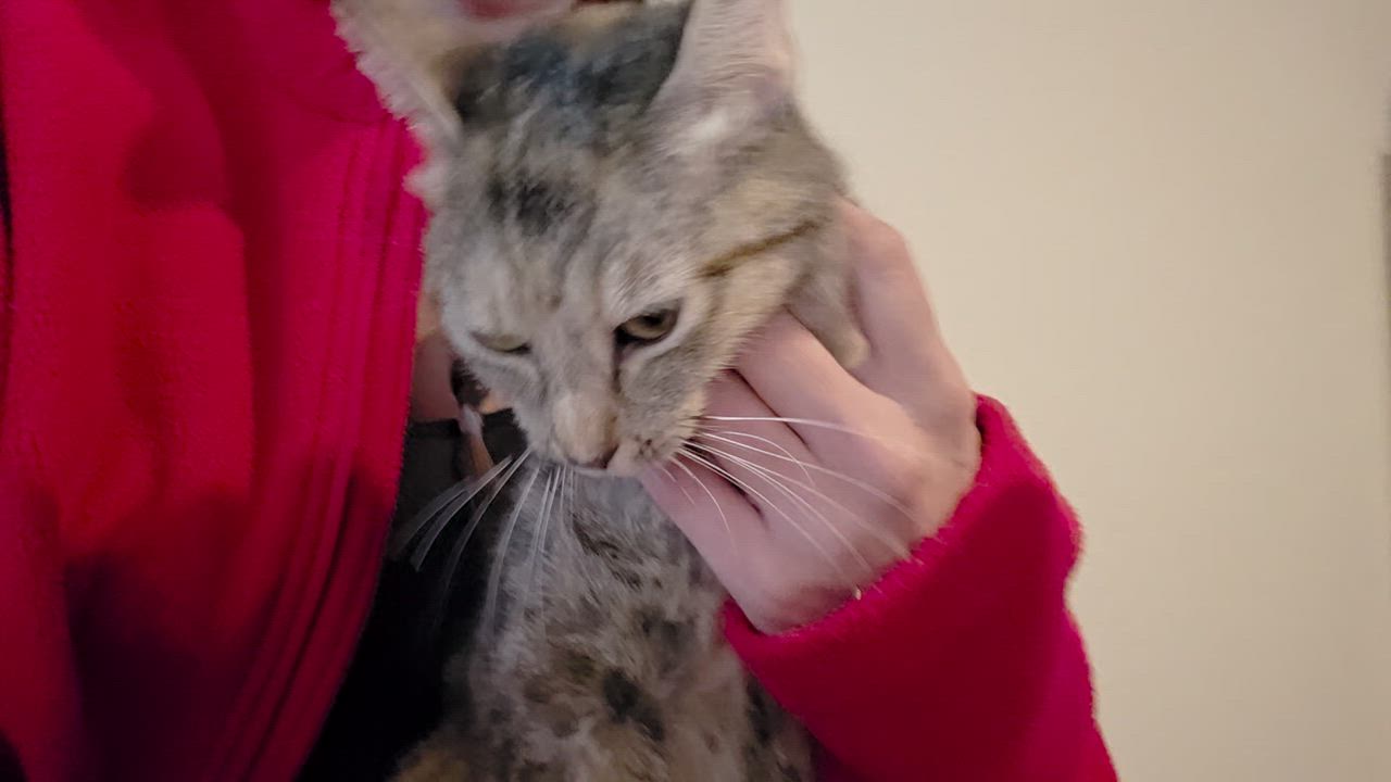 Enlarge Pooh Bear, a Adoptable Domestic Short Hair in Springtown, TX video 3/4