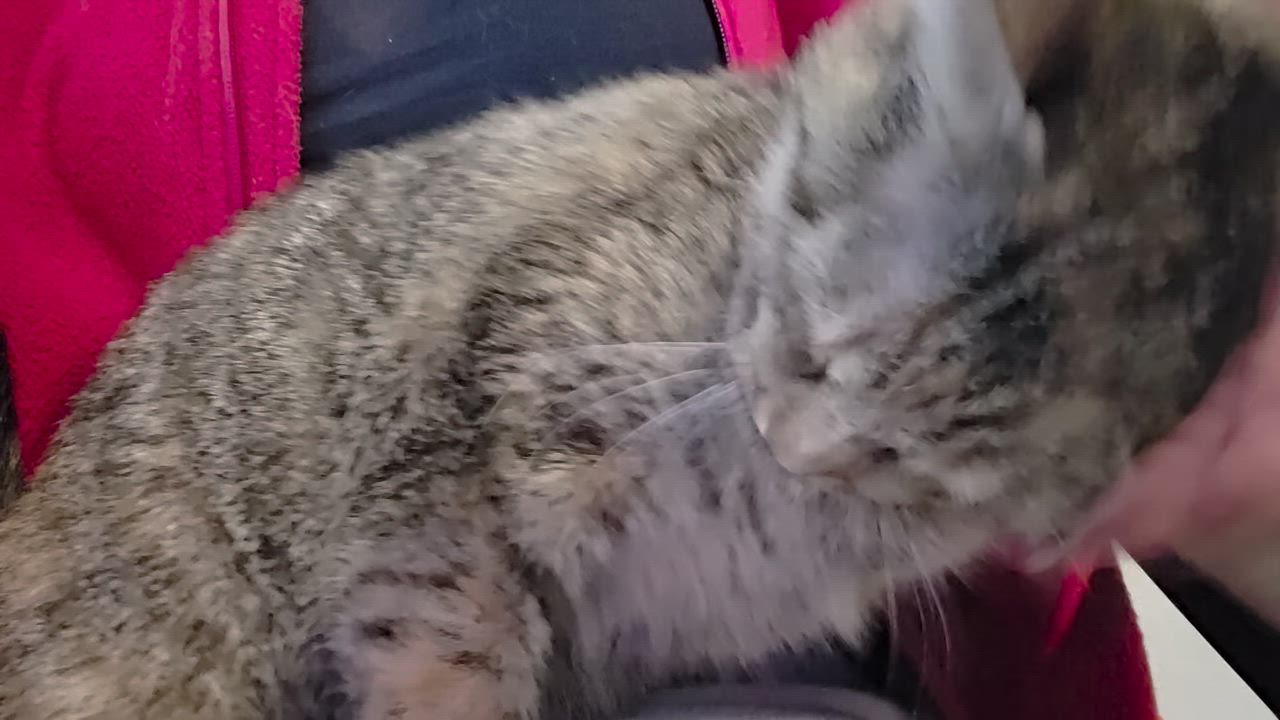 Enlarge Pooh Bear, a Adoptable Domestic Short Hair in Springtown, TX video 4/4