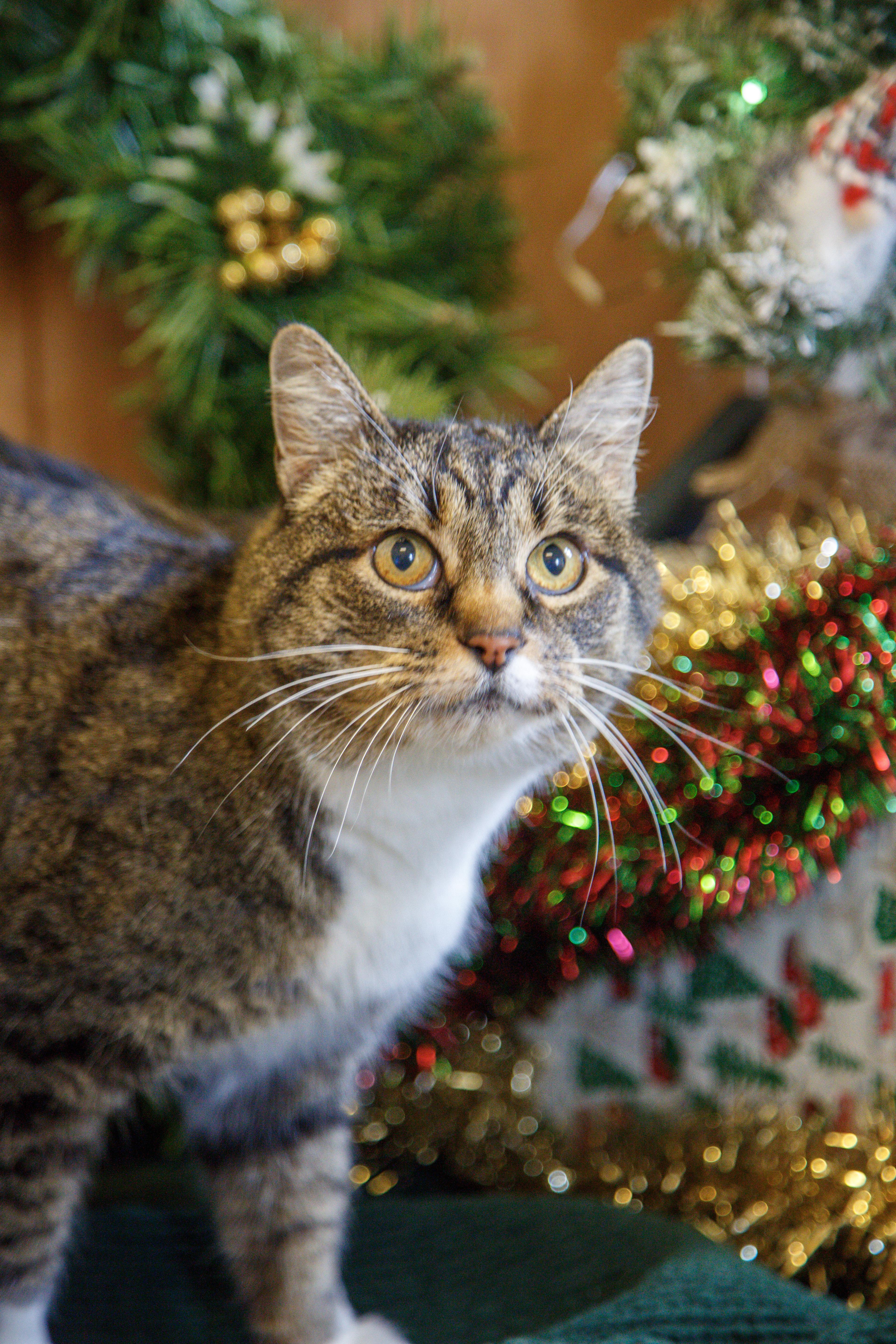 Mittens, ADOPTABLE, Adult Female Domestic Short Hair.