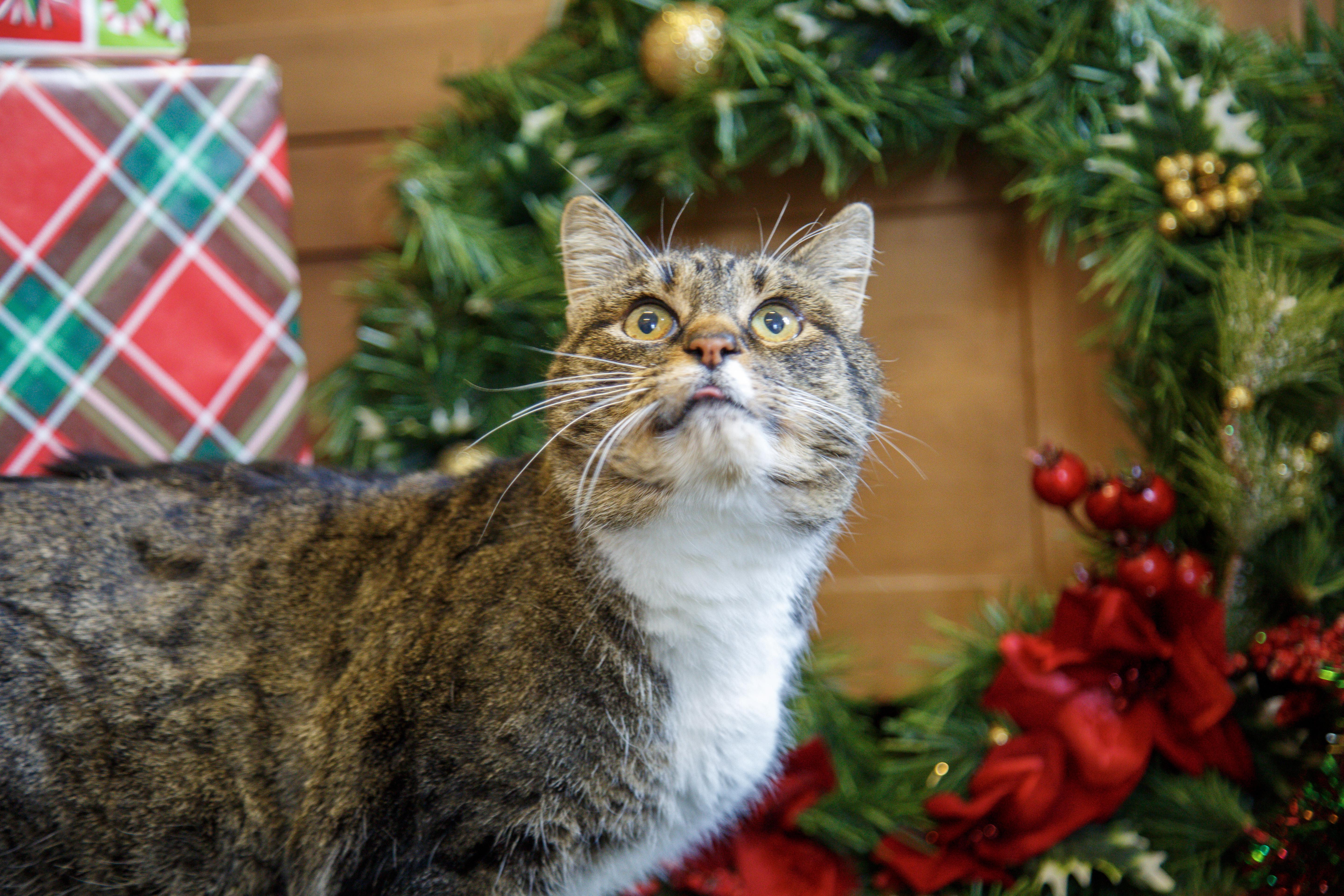 Enlarge Mittens, a ADOPTABLE Domestic Short Hair in Gunnison, CO image 2/2